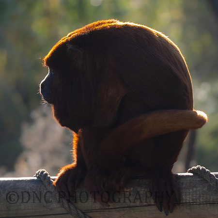 Red Howler Monkey