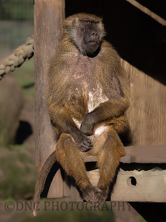 Baboon