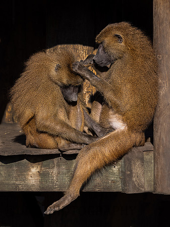 Baboon