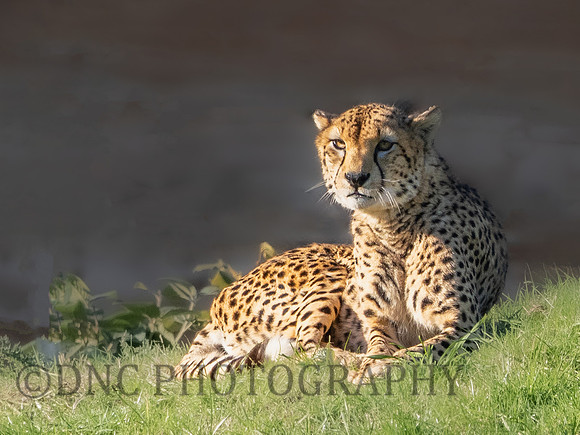 'Brooke' Cheetah