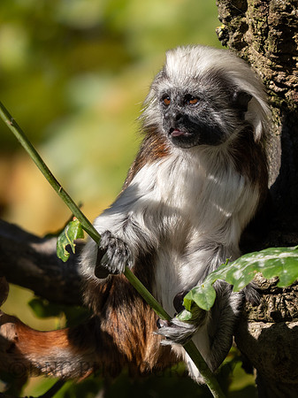 Cotton Top Tamarin