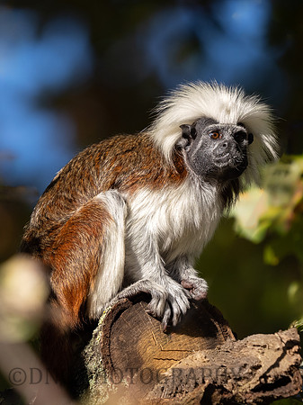 Cotton Top Tamarin