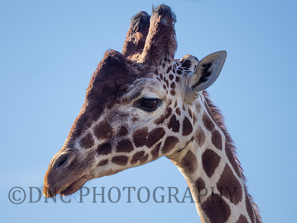 Giraffe