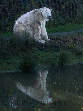 Polar Bear