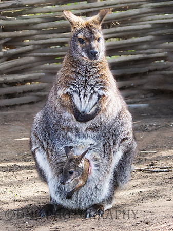 Wallaby & Joey