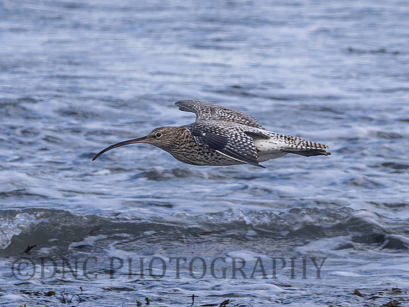 Curlew