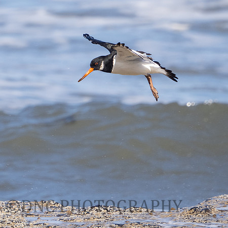 Oyster catcher