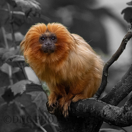 Golden Lion Tamarin