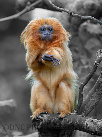Golden Lion Tamarin