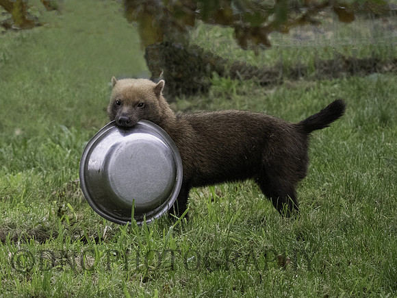 'Gaston' Bush Dog
