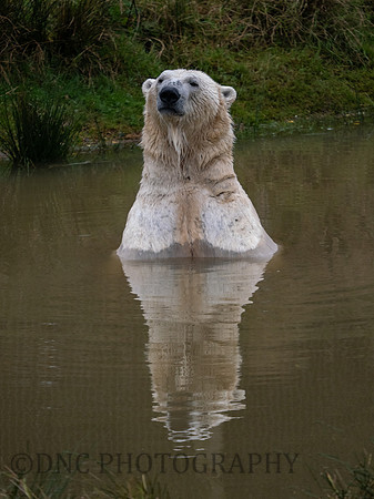 'Sisu' Polar Bear