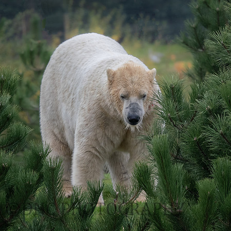 Polar Bear
