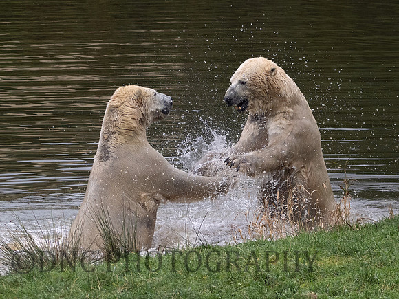 Polar Bear