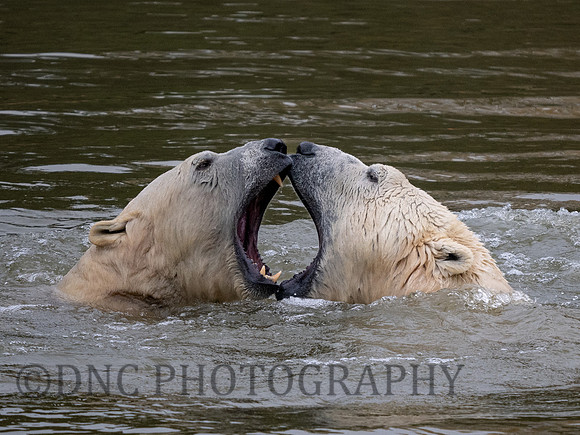 Polar Bear