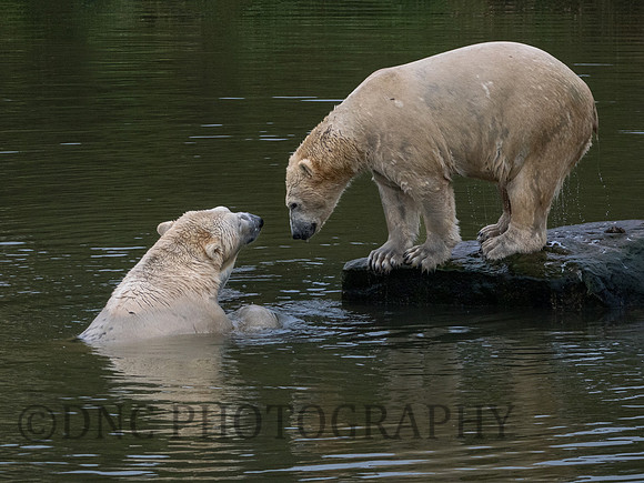 Polar Bear