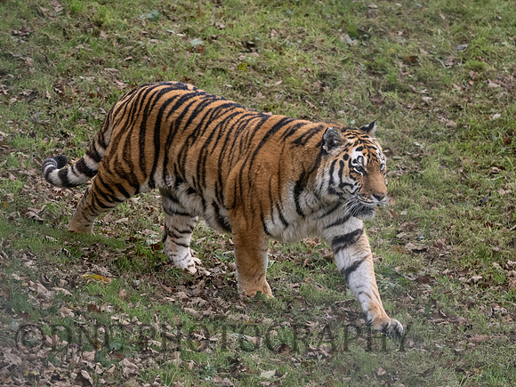'Sayan' Amur Tiger
