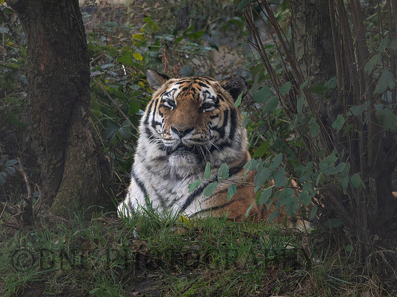 'Sayan' Amur Tiger