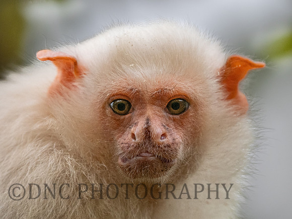 Silvery Marmoset
