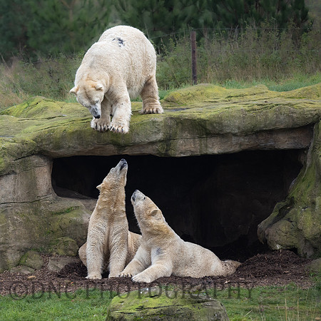 Polar Bears