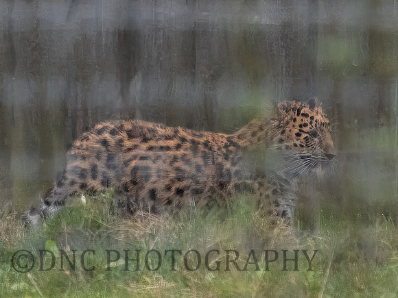 Leopard Cub Aukley