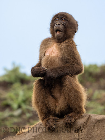 Azezon Gelada Monkey