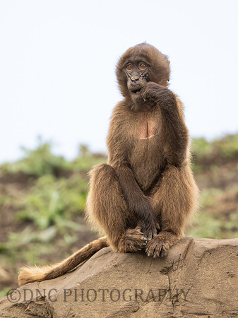 Azezon Gelada Monkey