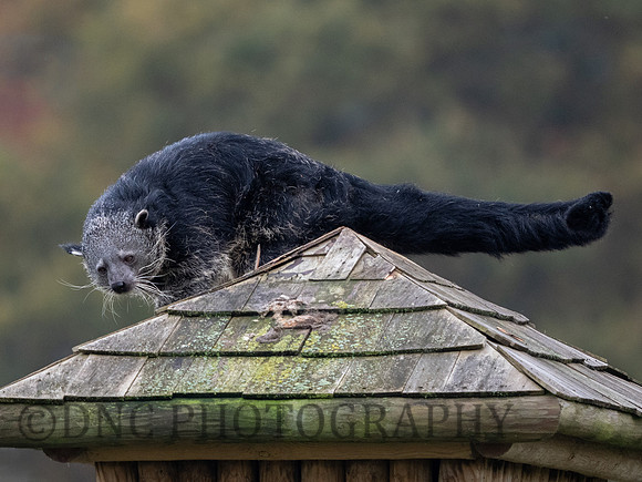 Male Binturong