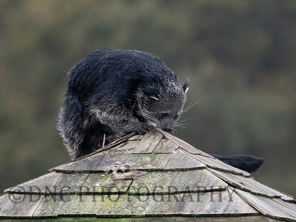 Male Binturong
