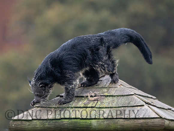 Male Binturong