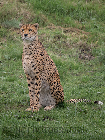'Brooke' Cheetah