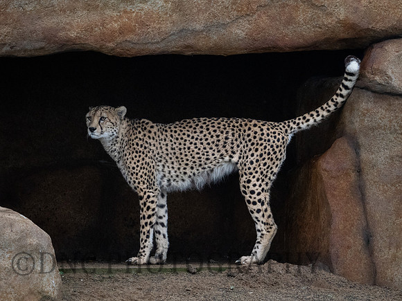 'Brooke' Cheetah