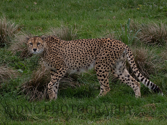'Brooke' Cheetah