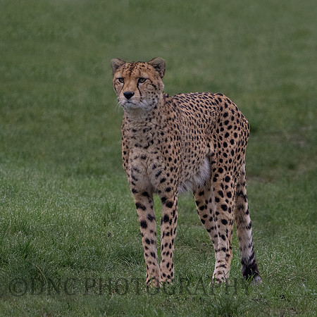 'Brooke' Cheetah