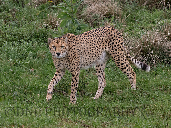 'Brooke' Cheetah
