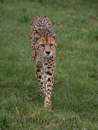 'Brooke' Cheetah