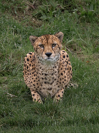 'Brooke' Cheetah