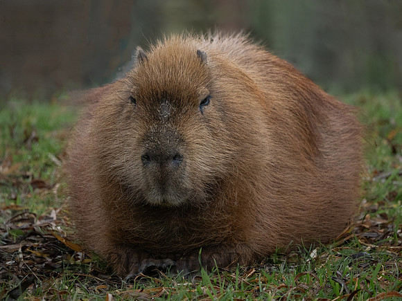 Capybara