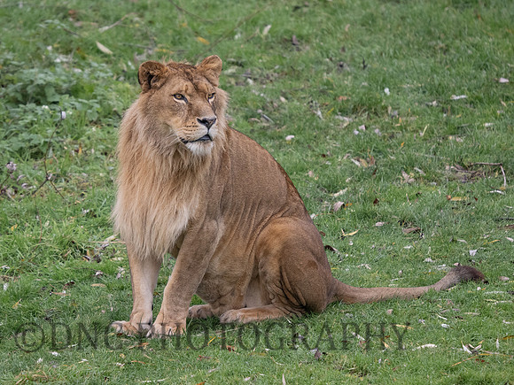 'Crystal' Lioness