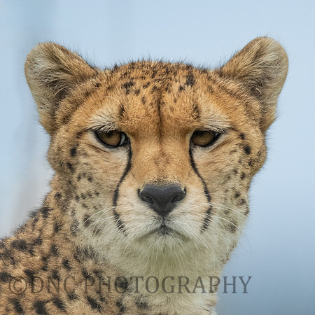 'Darcy' Cheetah