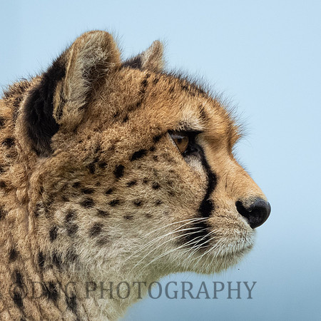 'Darcy' Cheetah