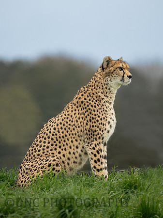 'Darcy' Cheetah