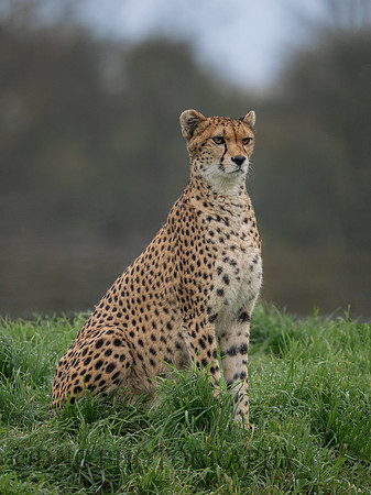 'Darcy' Cheetah