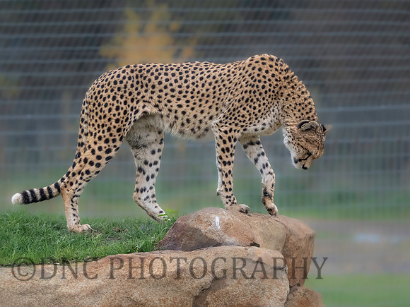 'Darcy' Cheetah