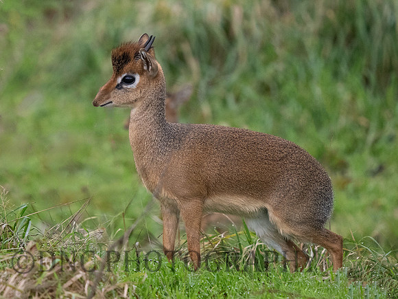 Dik-Dik