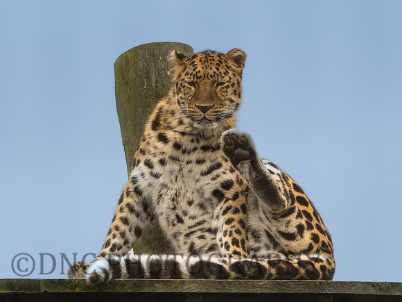 'Drake' Leopard