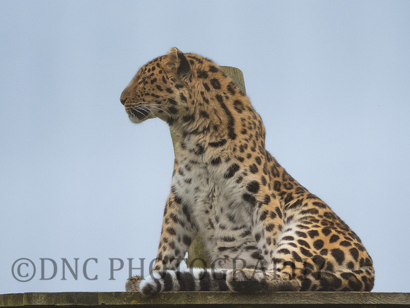 'Drake' Leopard