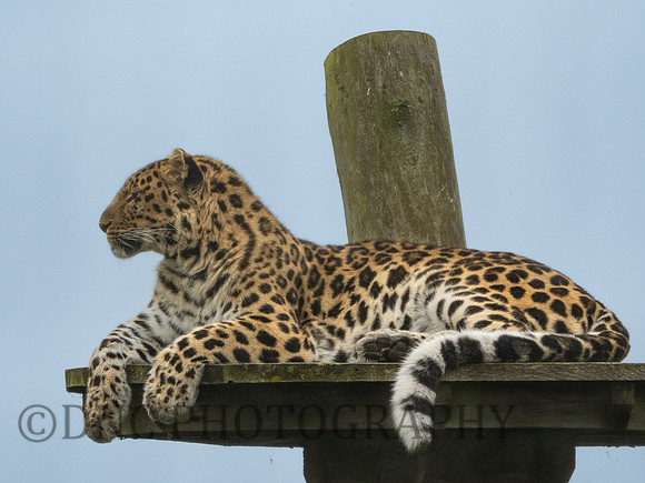 'Drake' Leopard