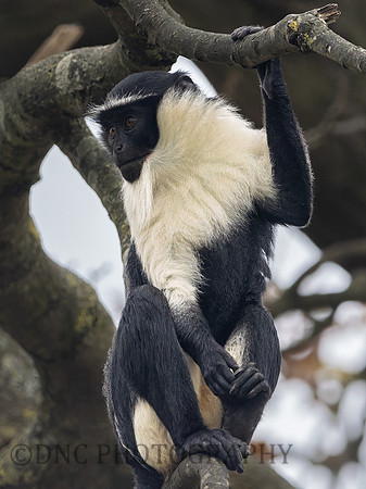 Roloway Monkey .1