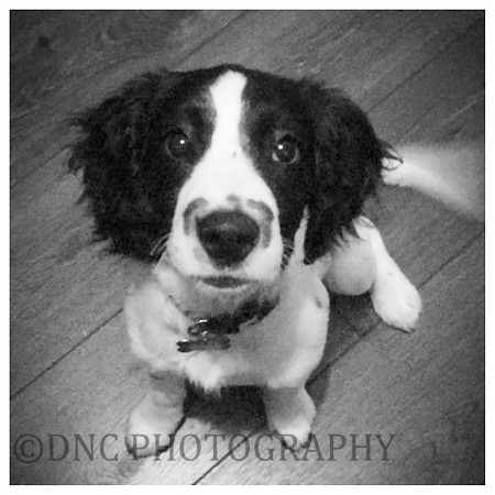 Buster 1st pictures