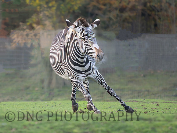 Zebra .3